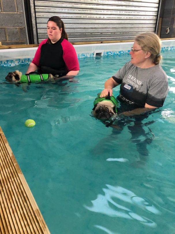 Baxter and Dane swimming at Soggy Dogz