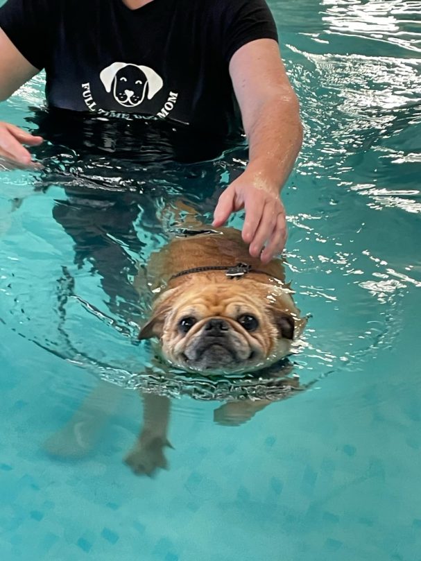 Ginney enjoying swimming at Soggy Dogz