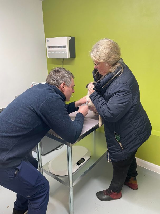 Pippa having a blood test at Pegasus Vets